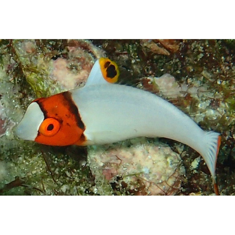 BiColor Parrot Fish (Juv)
