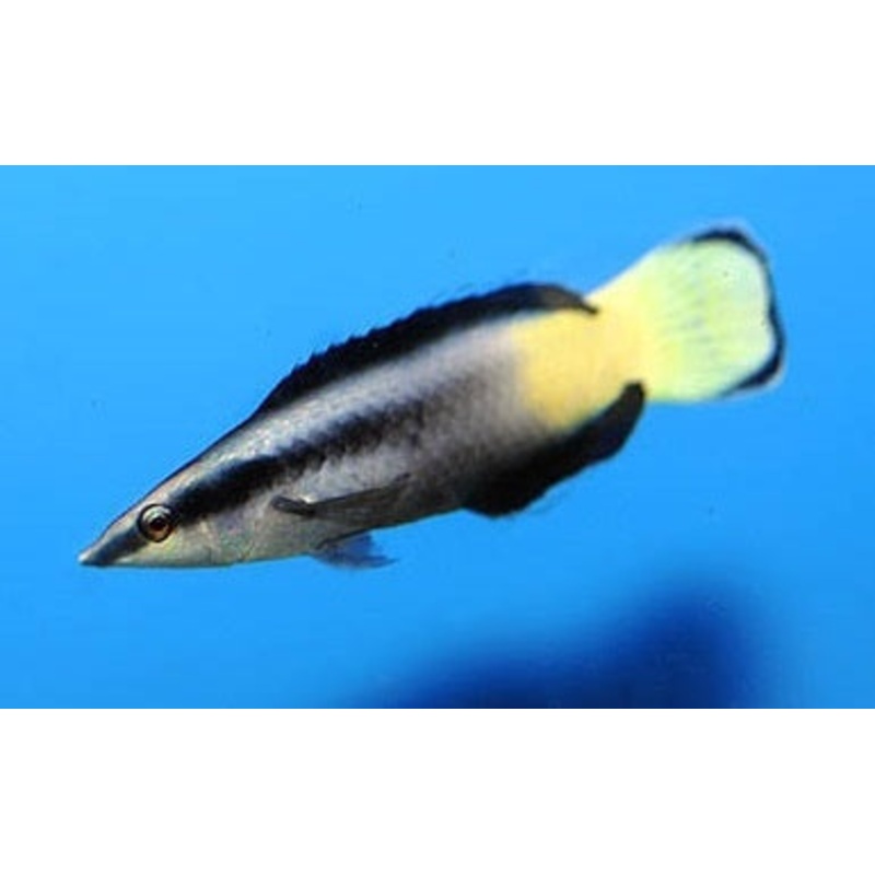 Bicolored Cleaner Wrasse