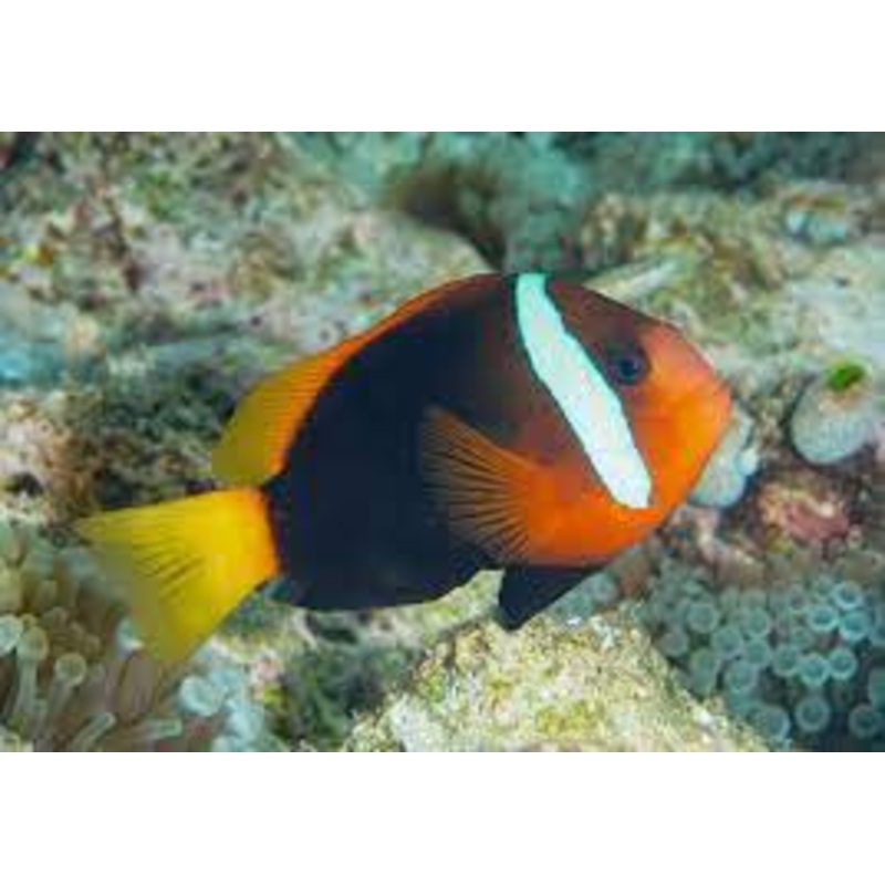 Black Andemonefish