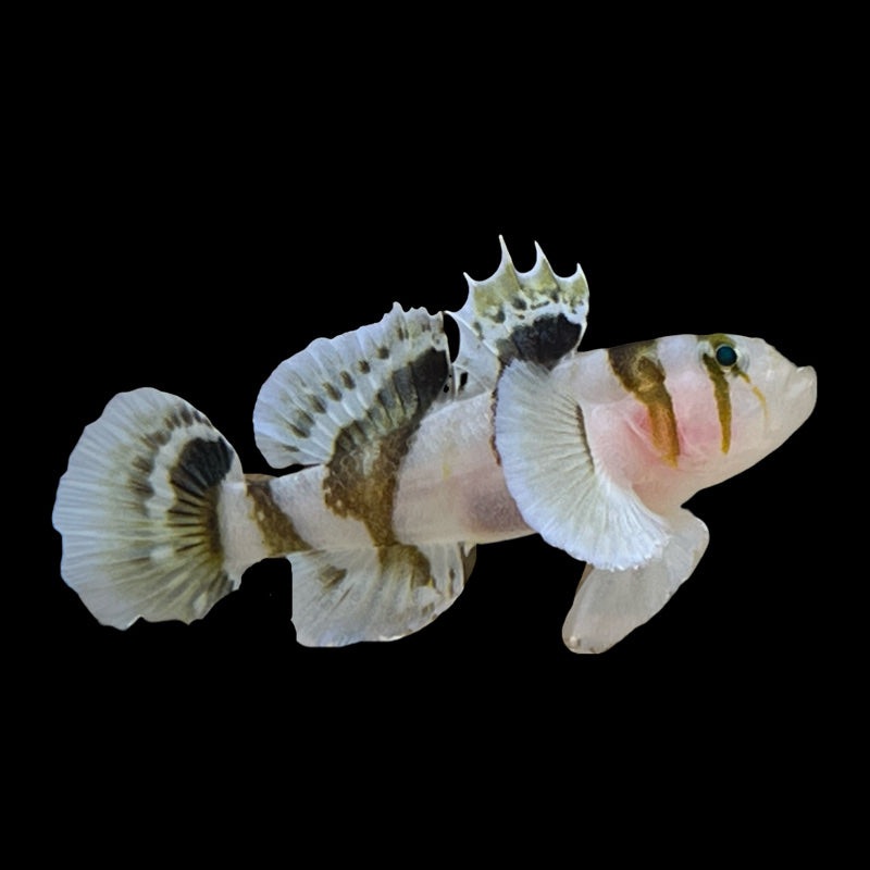 Black Barred Convict Goby
