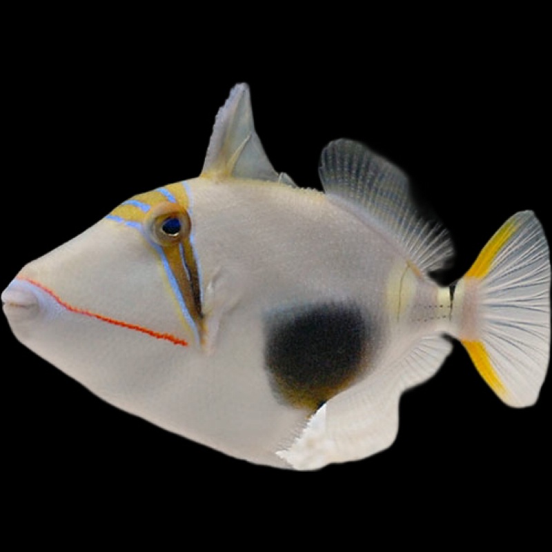 Black Patch Triggerfish