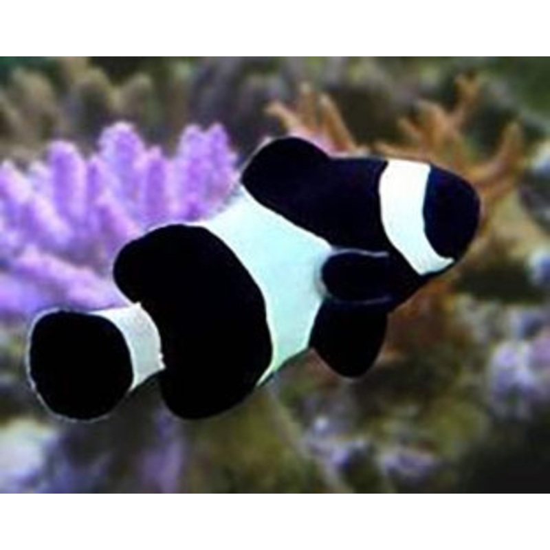 Black Percula Clownfish