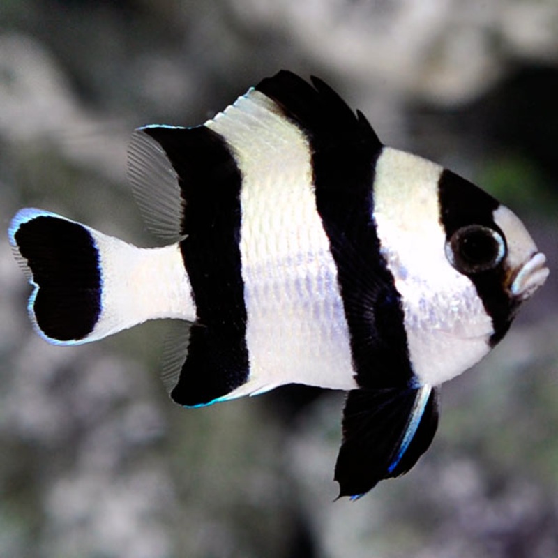 Blacktail Humbug Damselfish