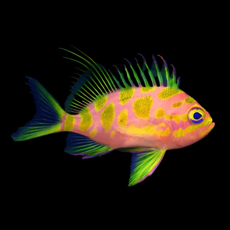 Blotched Anthias (Odontanthias borbonius)