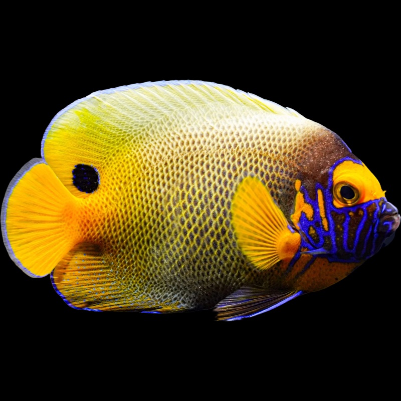 Blue face Angelfish (EUXIPIPOP XANTHOMETAPON)