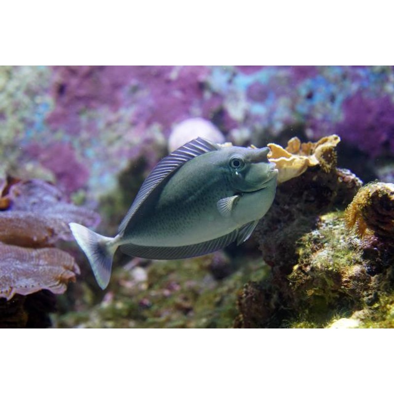 Blue Unicornfish - NASO BREVIRUSTRIS