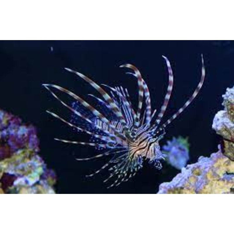 Brown Lionfish