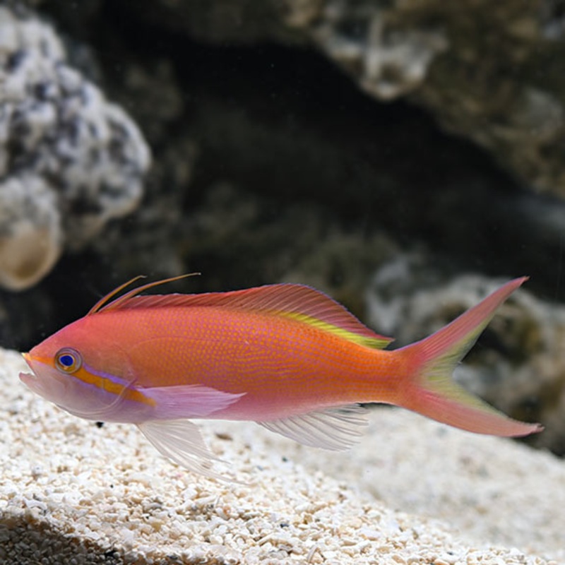 Carberryi Anthias (Nemanthias carberryi)