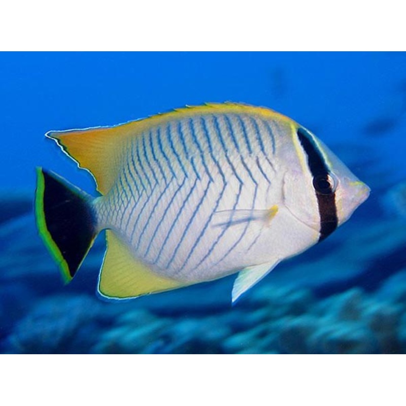 Chevron Butterflyfish - Chaetodon trifascialis