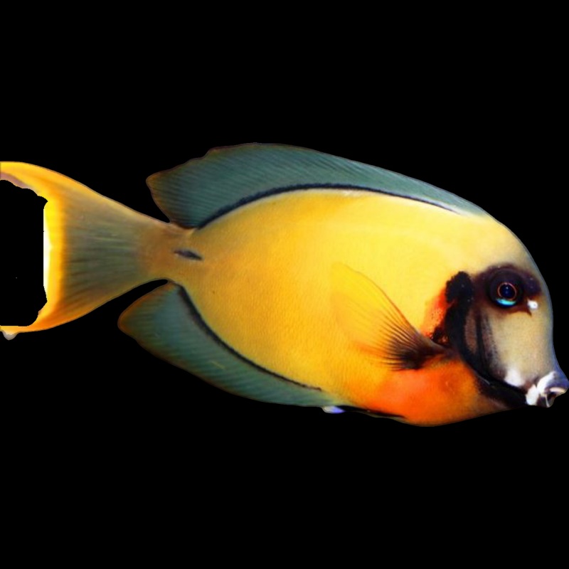 Chocolate Tang