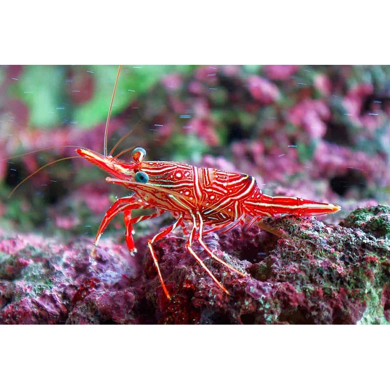 Dancing Camel Shrimp
