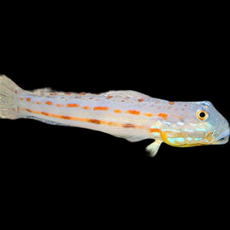Diamond Watchman Goby - Valenciannea puellaris