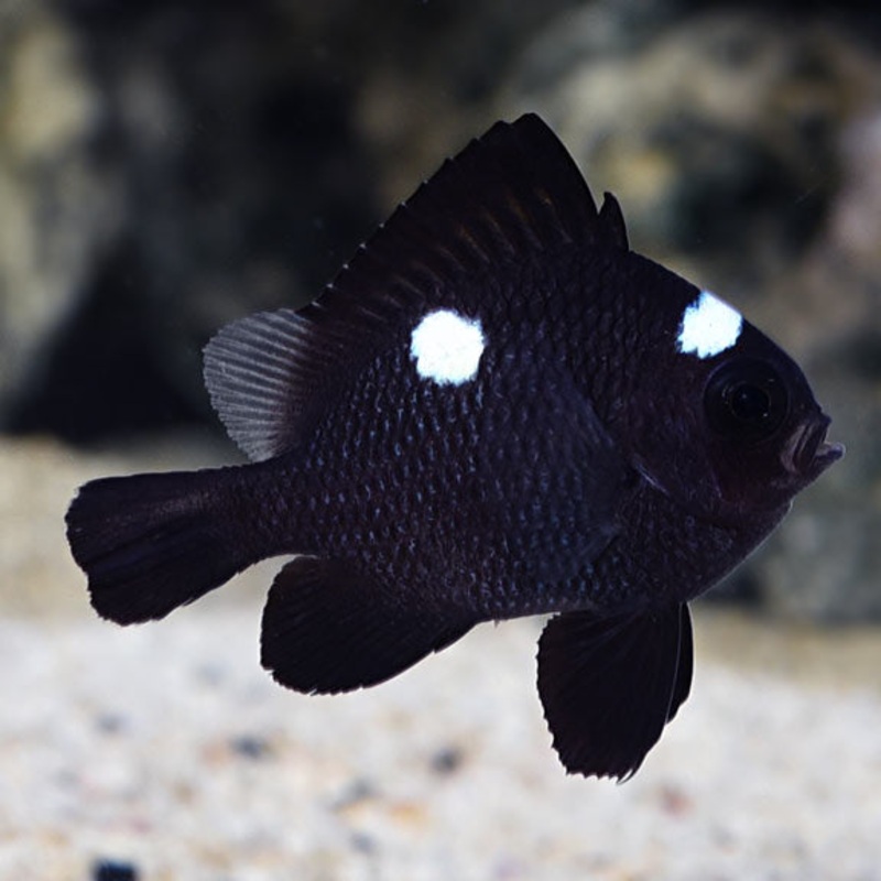 Domino Damselfish (Dascyllus trimaculatus)