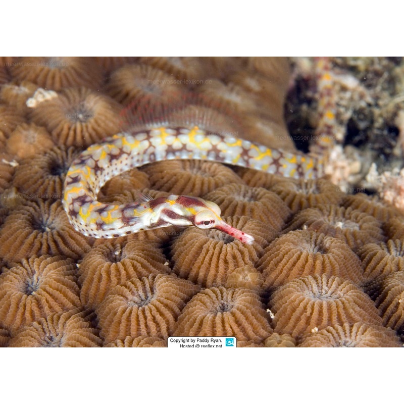 Dragon Face Banded Pipefish
