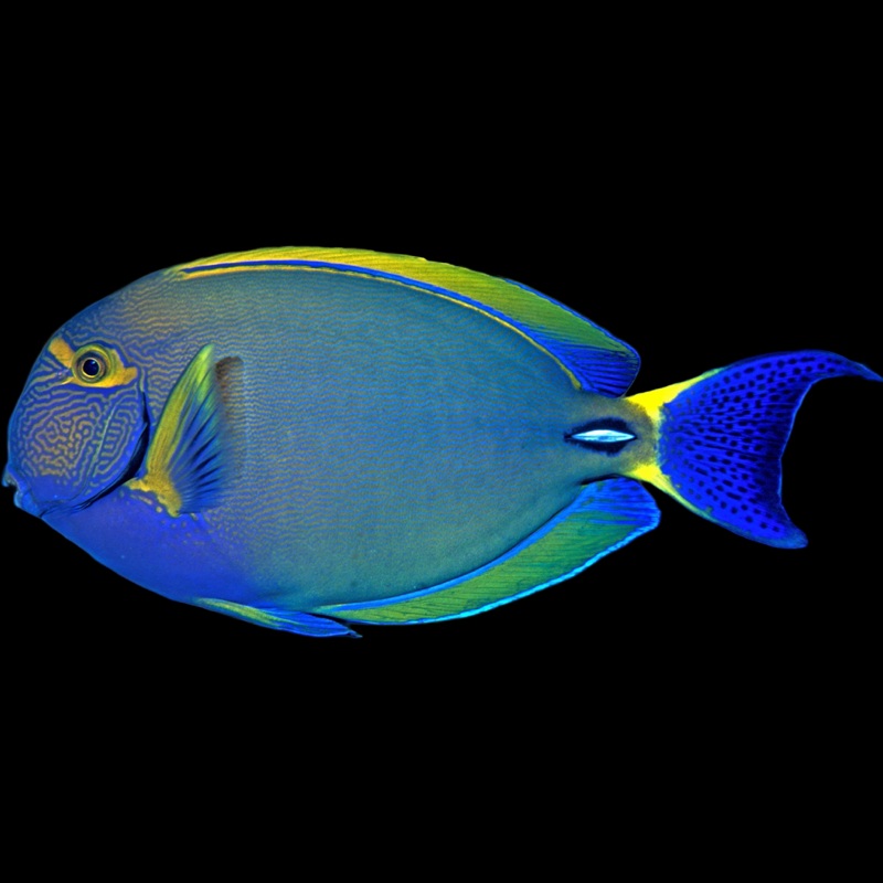 Dussumieri Tang - Acanthurus dussumieri