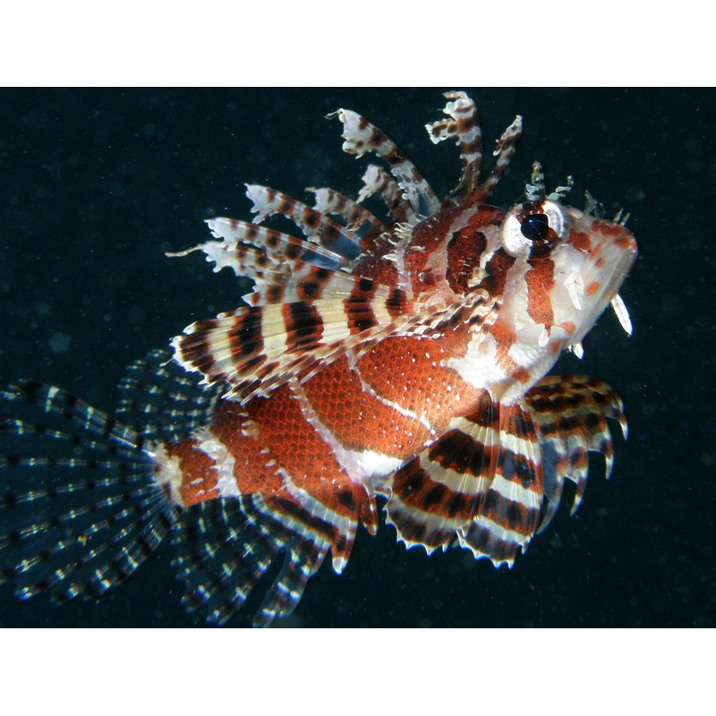 Dwarf Fuzzy Lionfish - DENDROCHIRUS BRACHYPTERUS