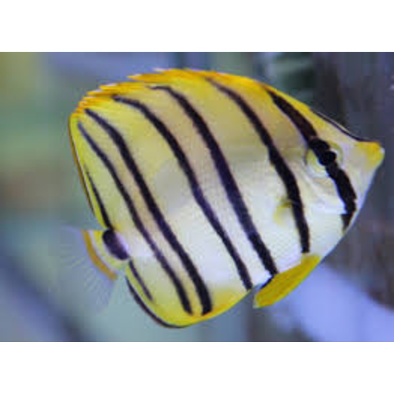 Eight Banded Butterflyfish (Chaetodon Octofasciatus)