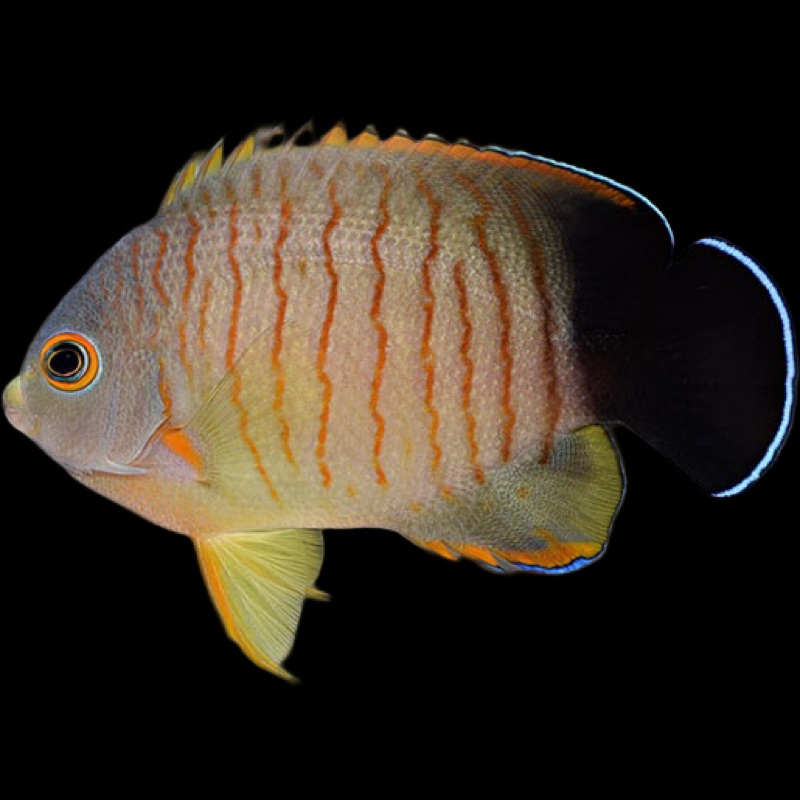 Eilbii Angelfish - Centropyge Eiblii