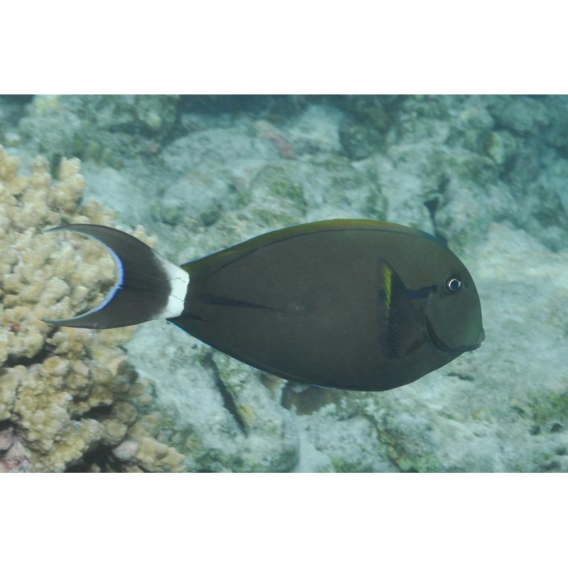 Epaulette Surgeonfish