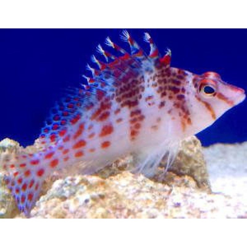 Falco Hawkfish (Cirrhitichthys Falco)