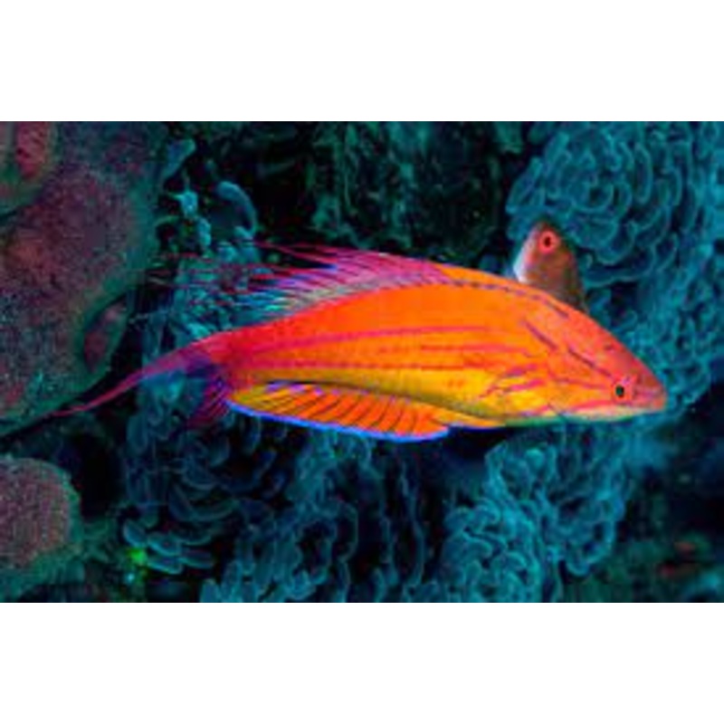 Filamented Flasher Wrasse - Paracheilinus filamentosus
