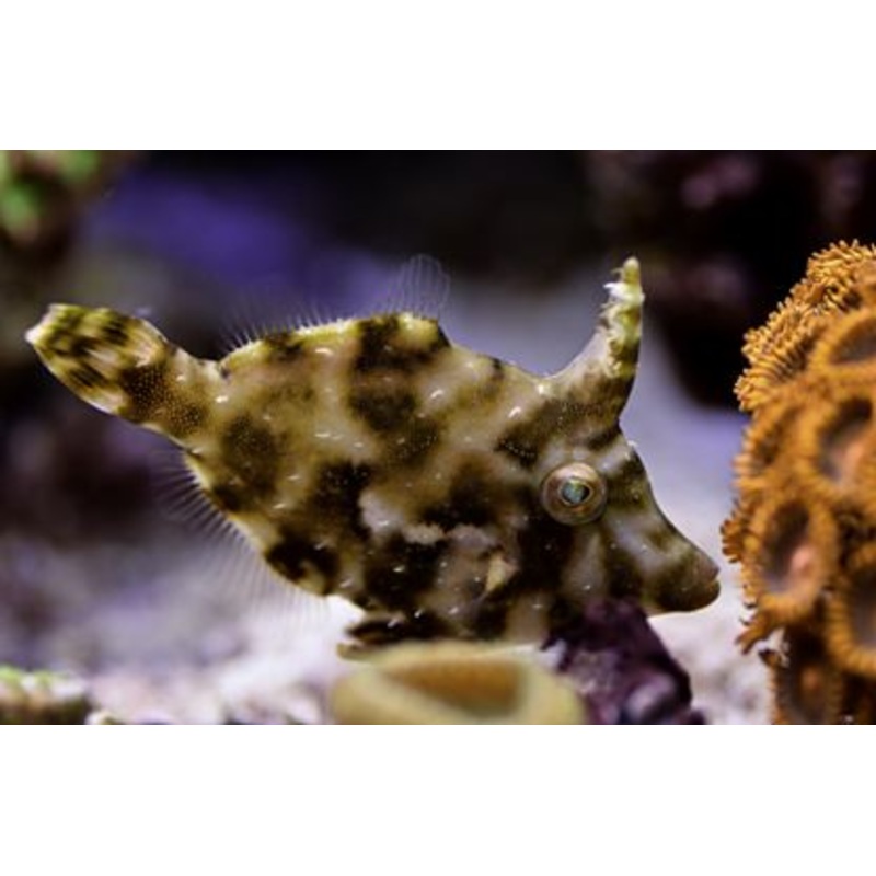 Filefish - ACREICHTHYS TOMENTOSUS