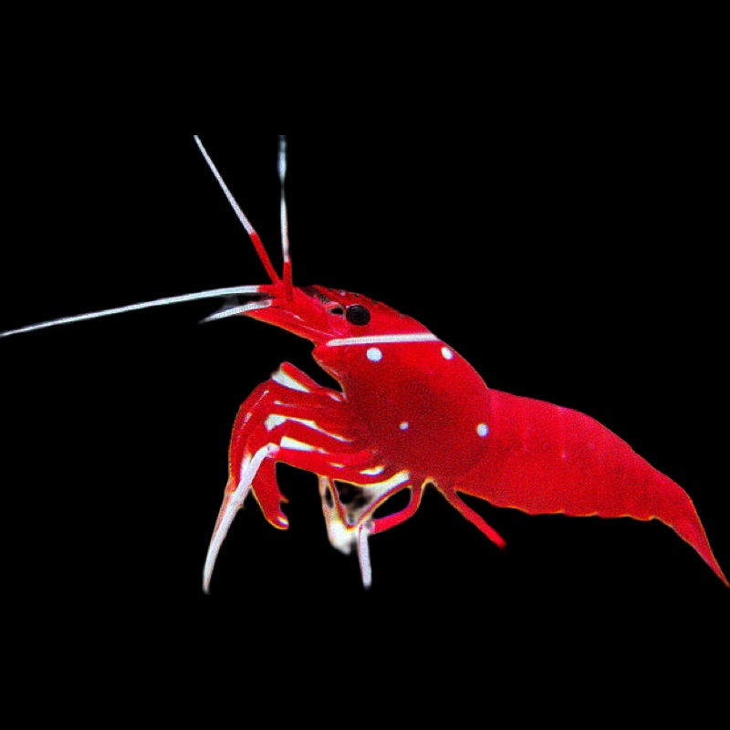 Fire Shrimp (Lysmata Debelius)