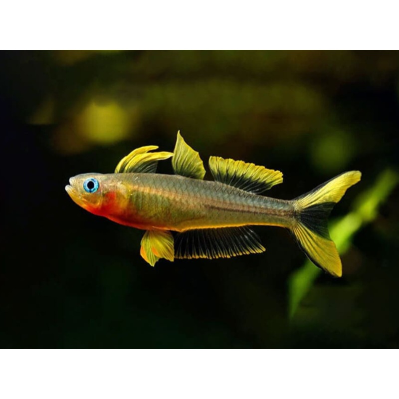 Folktail Rainbowfish