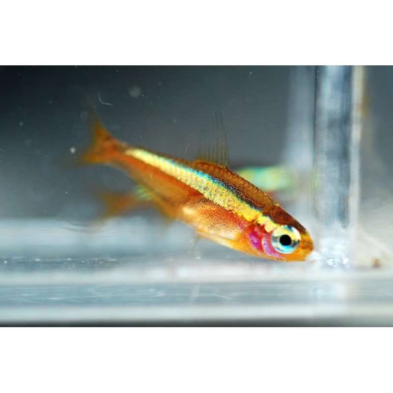Gold Cardinal Tetra