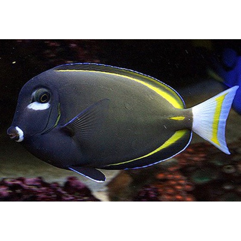 Gold Rim Surgeon Fish - Acanthurus glaucopareius