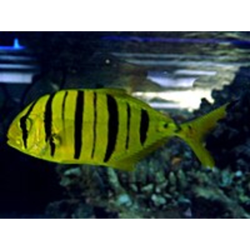 Golden Trevally