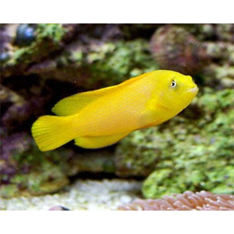 Golden Yellow Dottyback