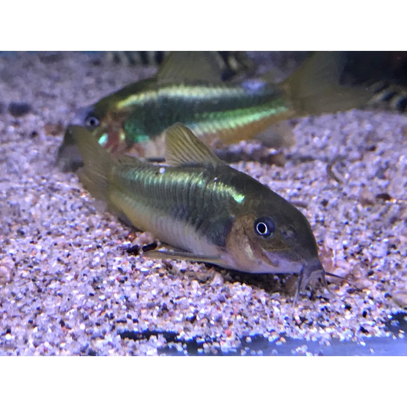 Green Laser Corydoras