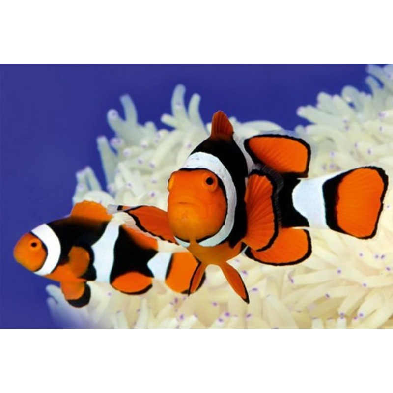 Half Black Percula Clown Fish (True)
