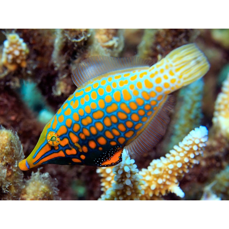 Harlequin Filefish (Oxyomonocanthus longoristis)