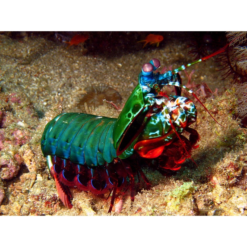 Harlequin Mantis Shrimp