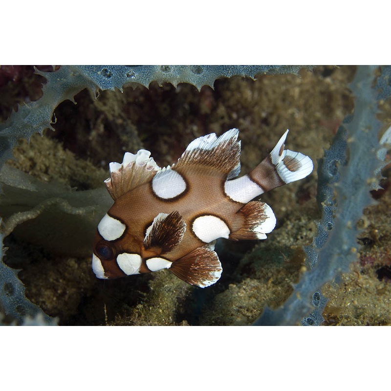Harlequn Sweetlips