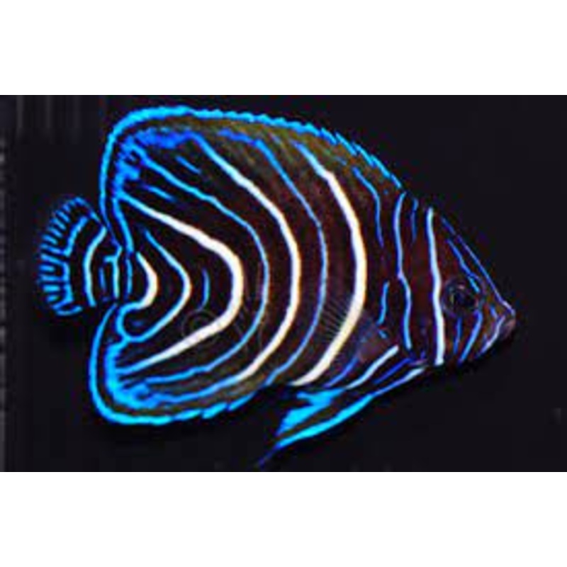 Koran Angelfish - POMACANTHUS SEMICIRCULATUS - Indo