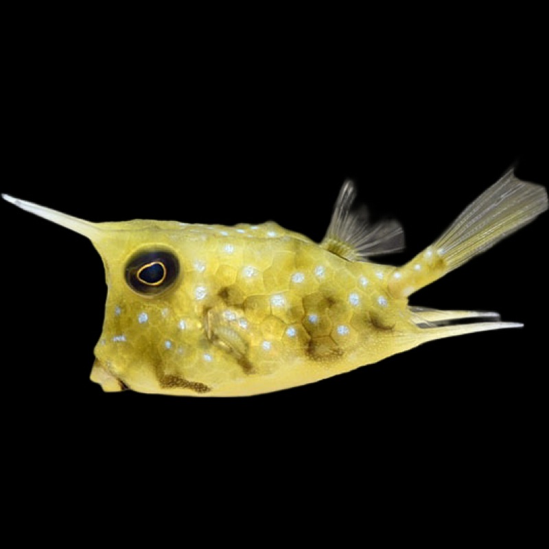Longhorn Cowfish EXPERT ONLY (Lactoria cornuta)
