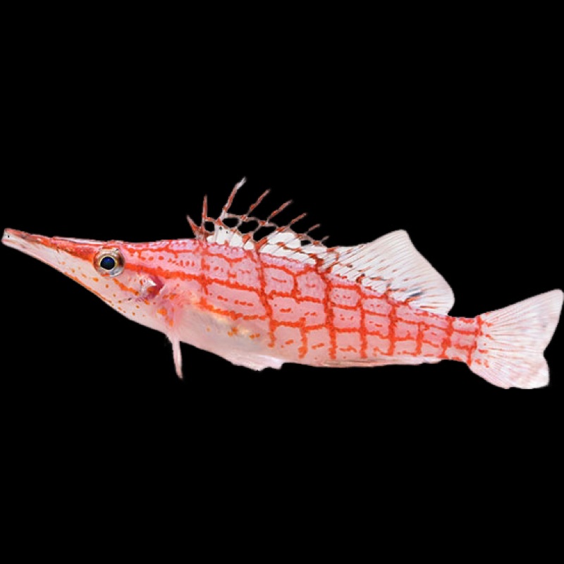 Longnose Hawkfish (Oxycirrhites typus)