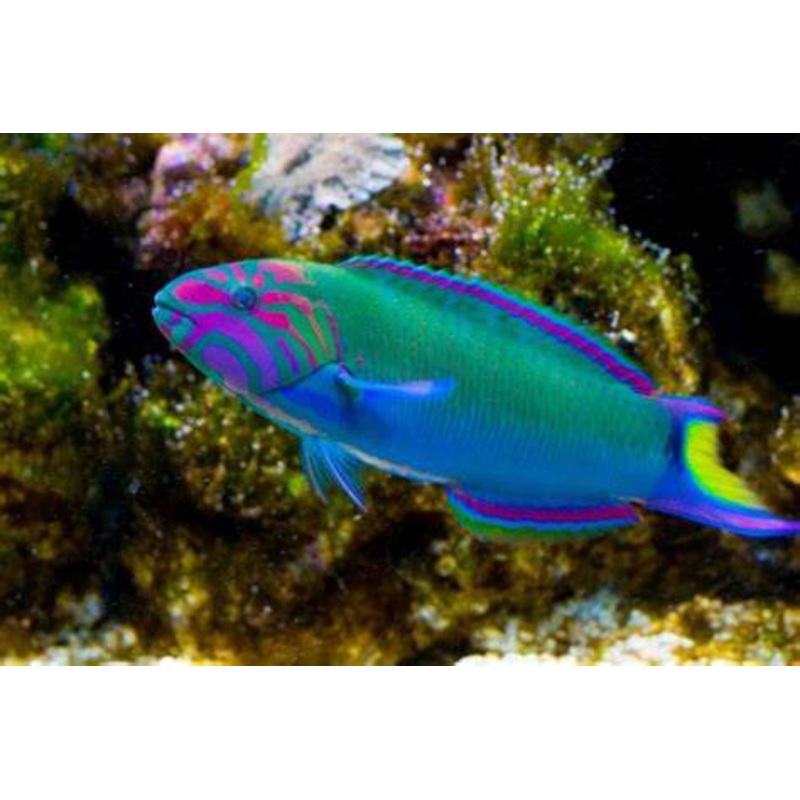Lunare Wrasse - Thalassoma lunare