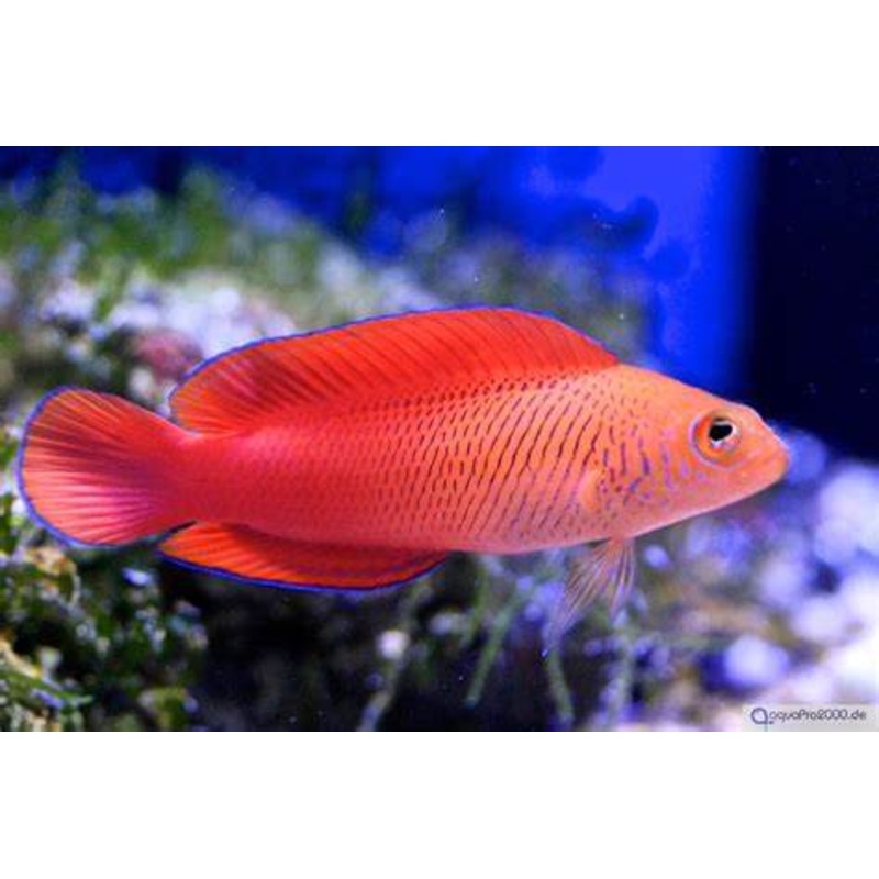 Mccullochi Dottyback