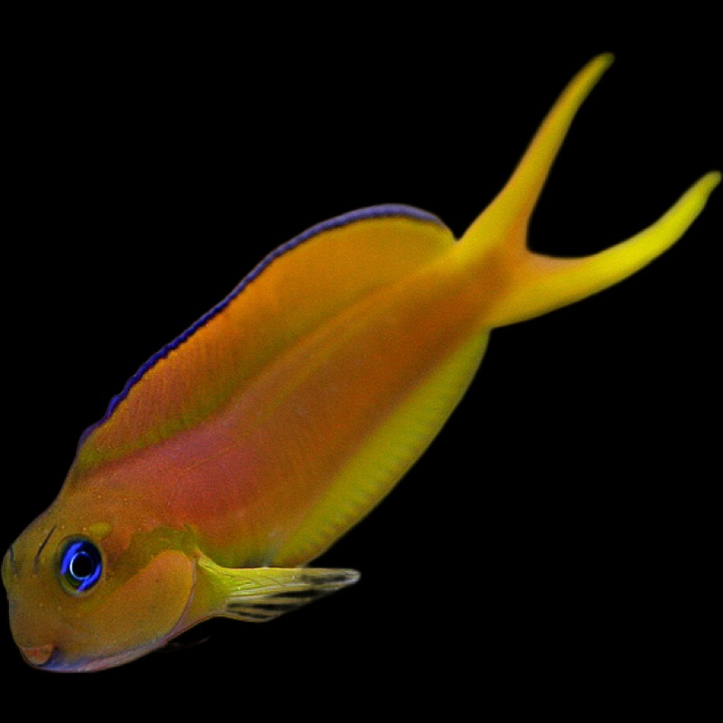 Midas Blenny (Ecsenius midas)