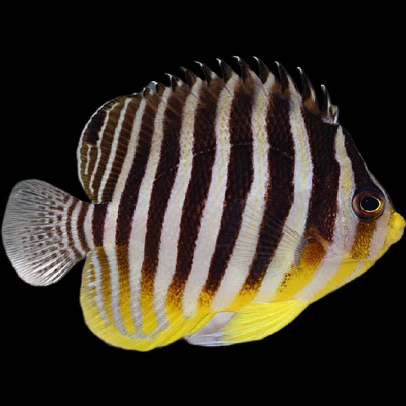 Multibar Angelfish - Paracentropyge multifasciata