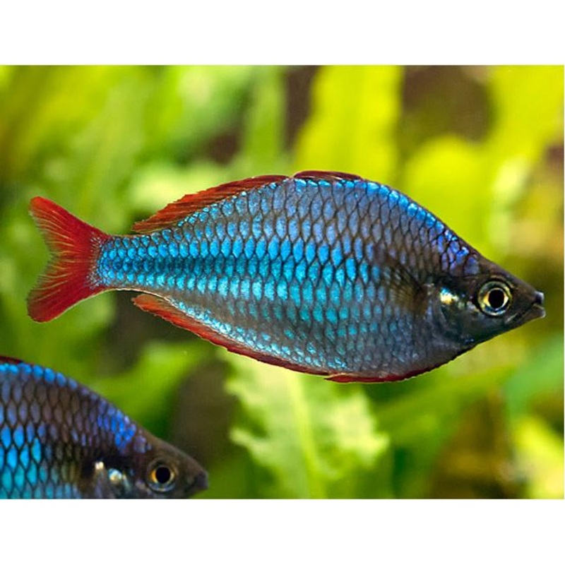 Neon Dwarf Rainbowfish (praecox)