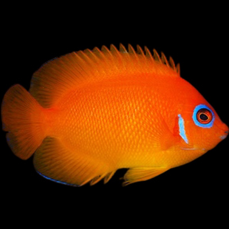 Orange Peel Angelfish - Centropyge flavissima var