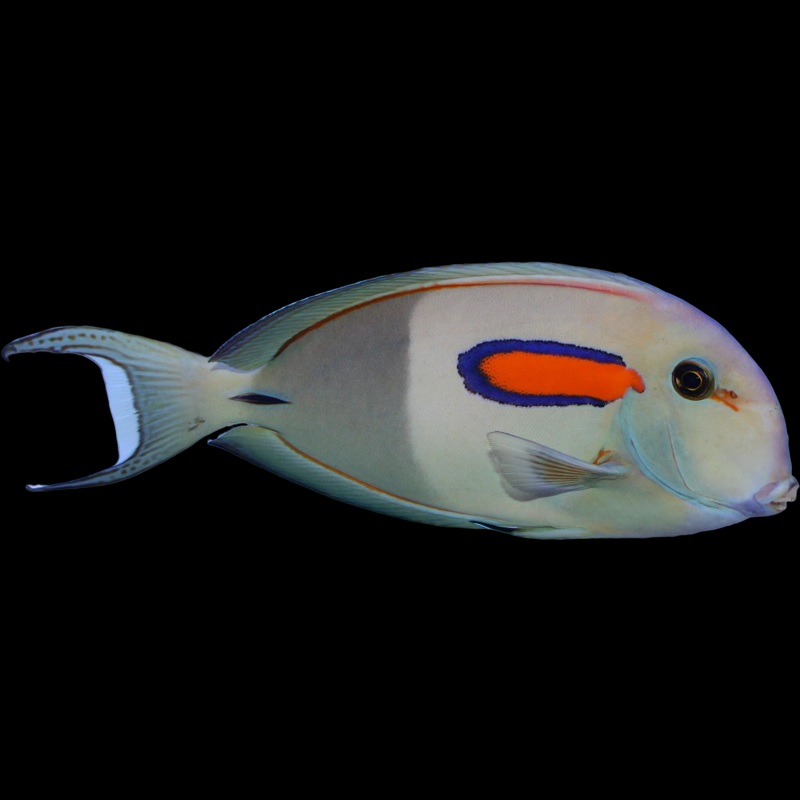 Orange shoulder Tang (Acanthurus olivaceus)
