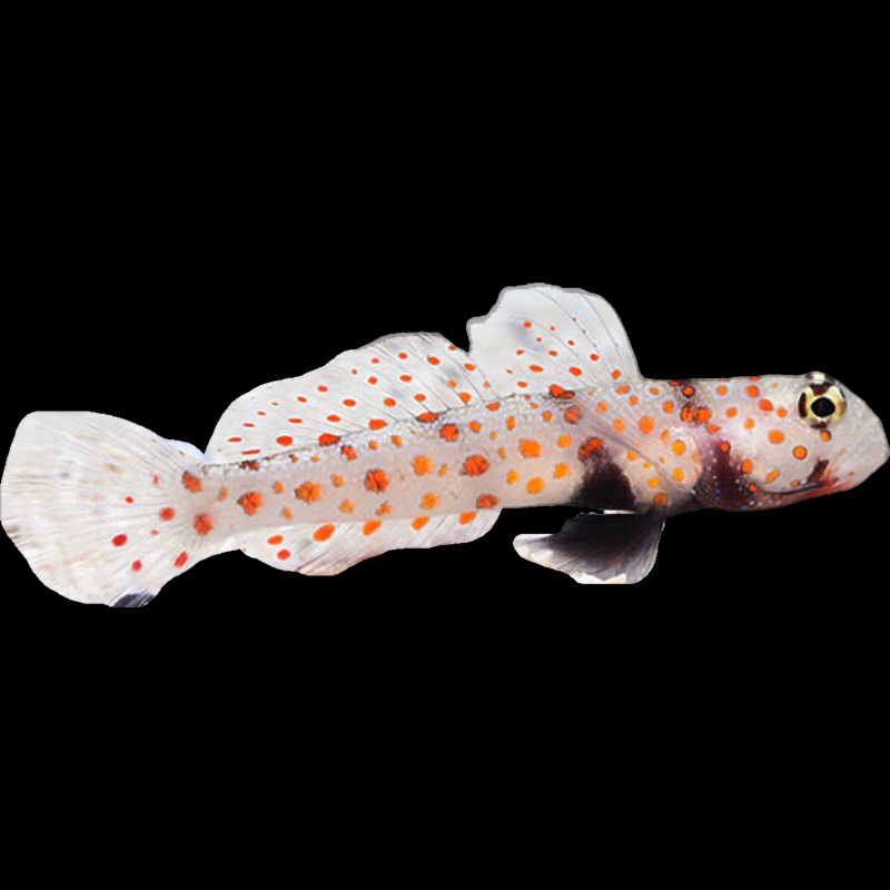Orange Spotted Goby