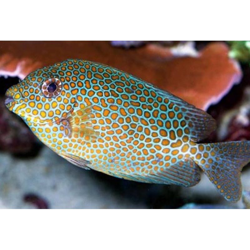 Orange Spotted Rabbitfish