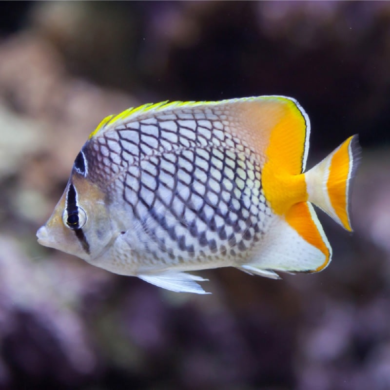 Pearlscale Butterflyfish (Chaetodon xanthurus)